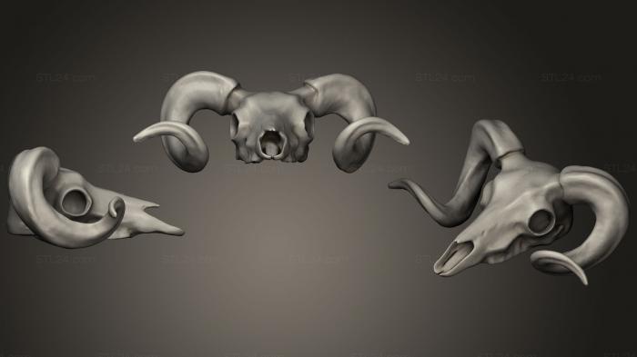 Anatomy of skeletons and skulls (Bighorn Ram Skull, ANTM_1174) 3D models for cnc